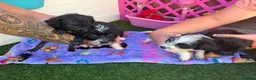 Mixed Breed dogs for sale:  4 Beautiful Jackapoos in Basildon - Advert 3