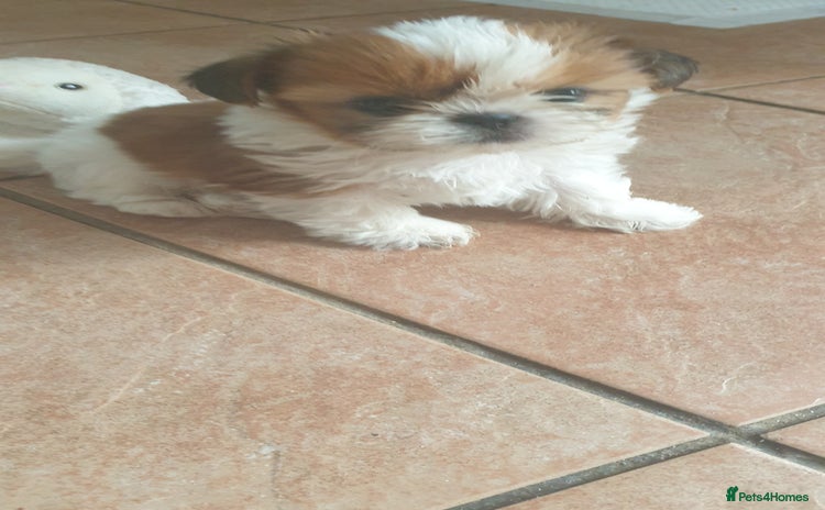 Shih Tzu dogs - Advert 2