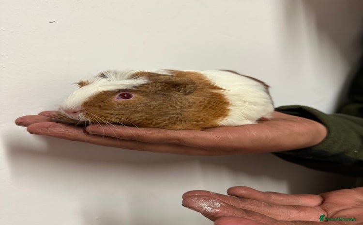 Guinea Pig rodents - Advert 15