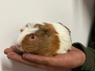 Guinea Pig rodents - Advert 27
