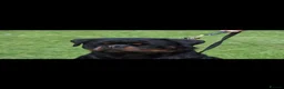 Rottweiler dogs for sale: 7 amazing rottweiler pups - Advert 14