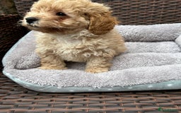 Poochon dogs for sale: Poochon male puppies  - Image 7