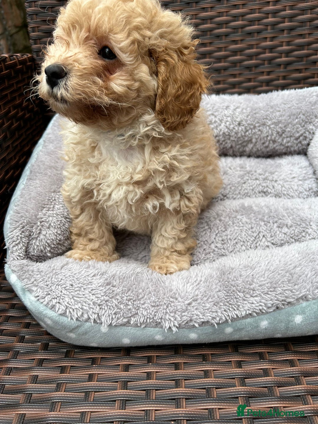 Poochon dogs for sale: Poochon male puppies  - Image 7