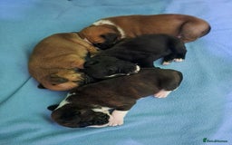Boxer dogs for sale: Bobtail/tailed Boxer puppies.❤️ - Image 7