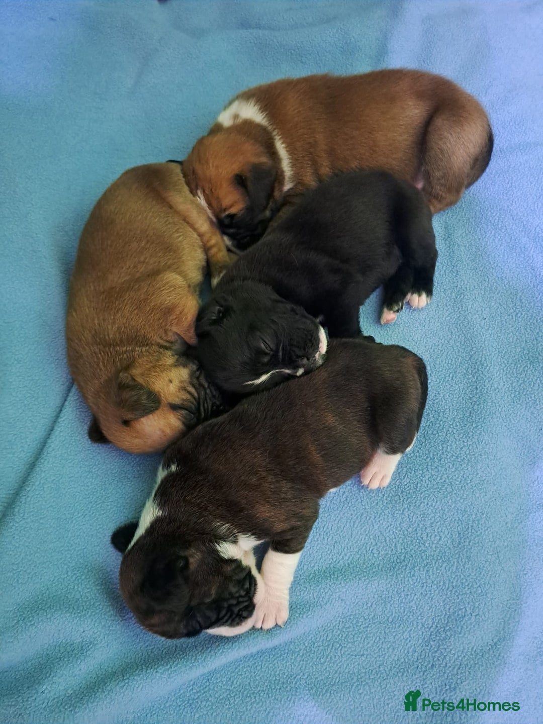 Boxer dogs for sale: Bobtail/tailed Boxer puppies.❤️ - Image 7