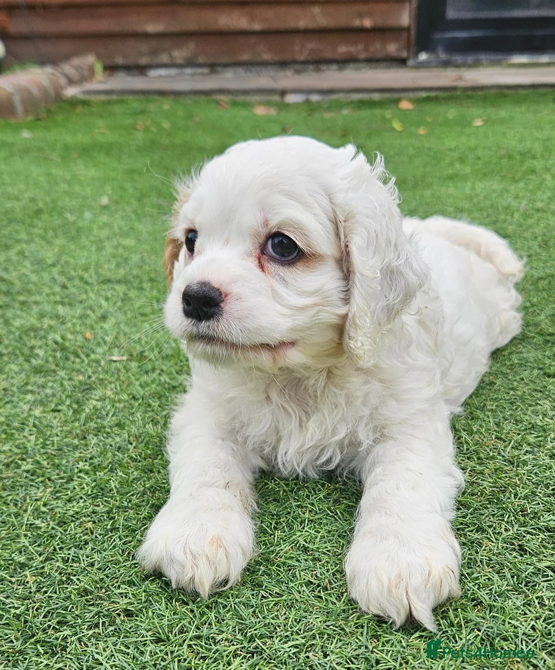 2 boys Miniature cockerpoo ready this weekend. for sale in Barnsley ...