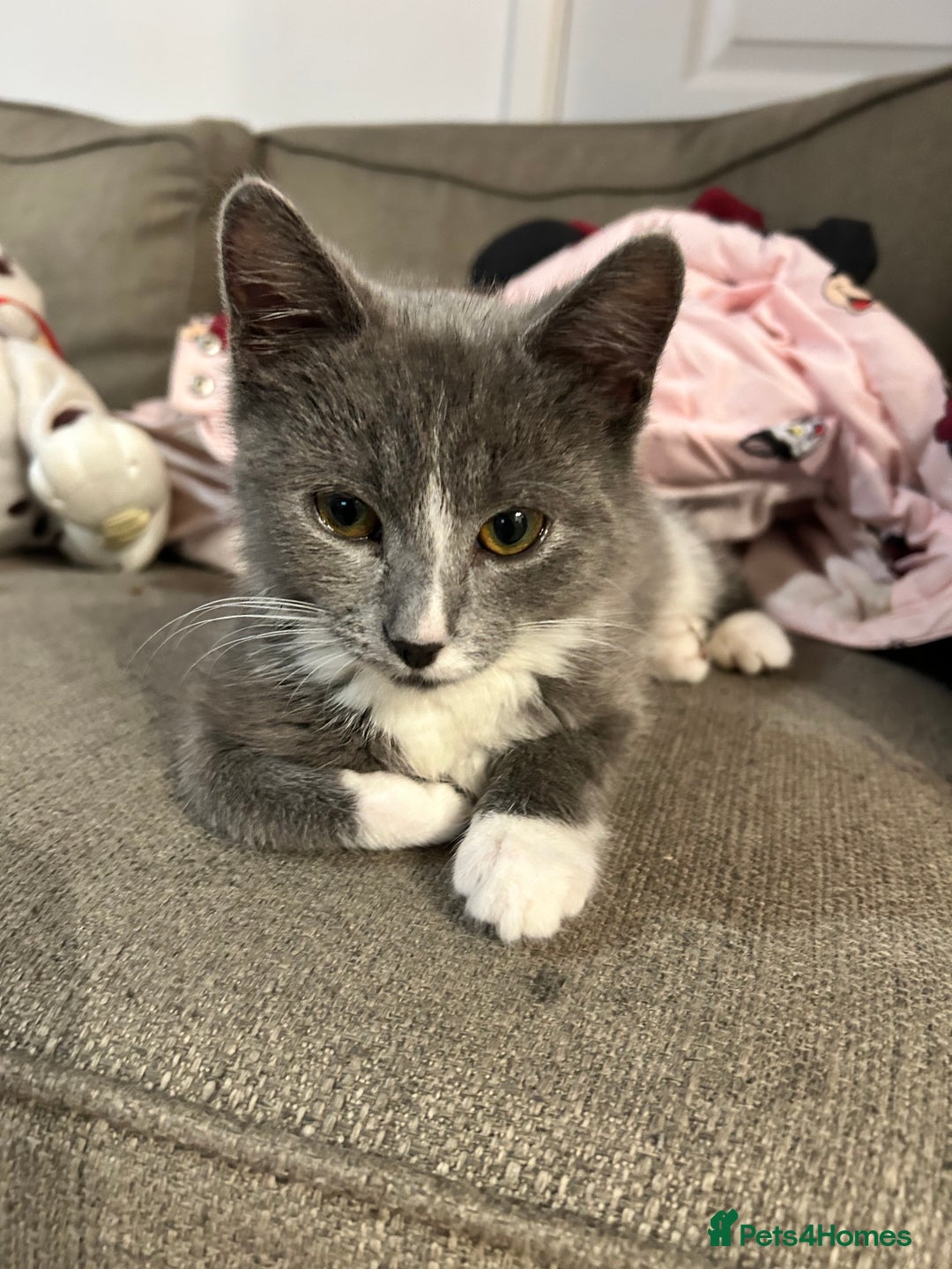 Mixed Breed cats for sale: 2’ beautiful male kittens - Advert 8