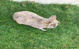 English Lop rabbits for sale: 2 adult lovable rabbits  - Image 2