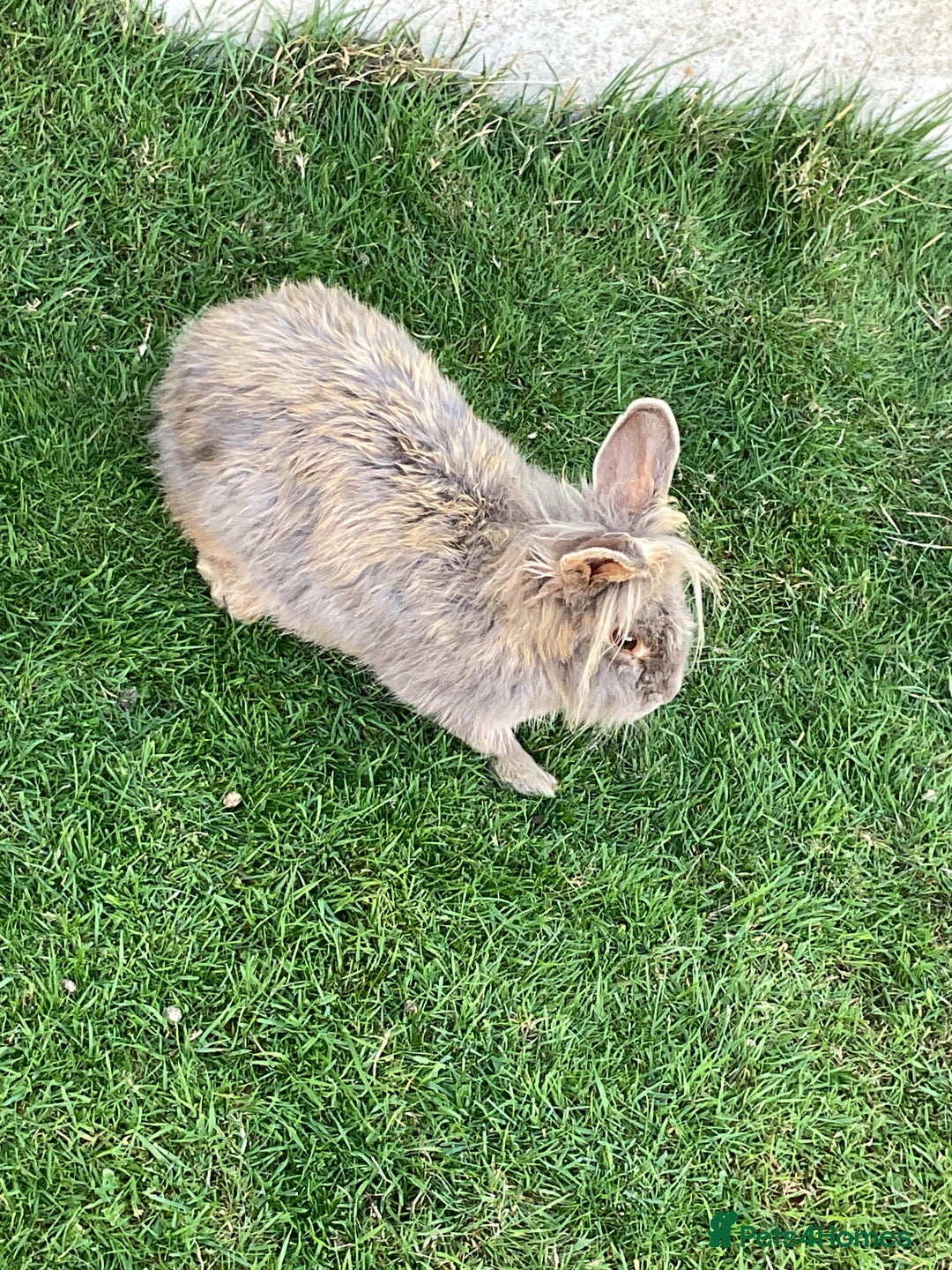 English Lop rabbits for sale: 2 adult lovable rabbits  - Image 2