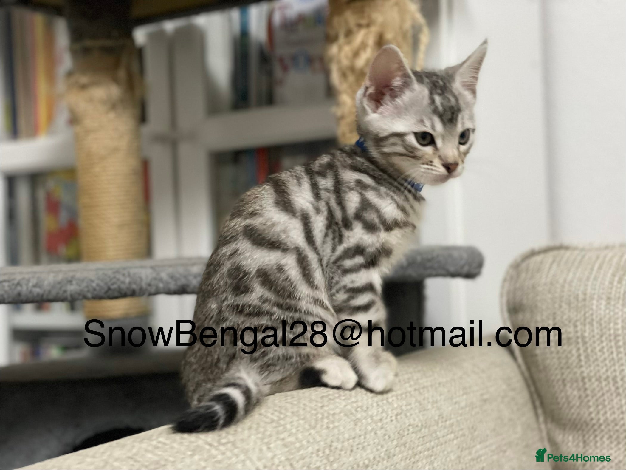 Bengal cats Bengal silver snow & Brown Rosette - Advert 2