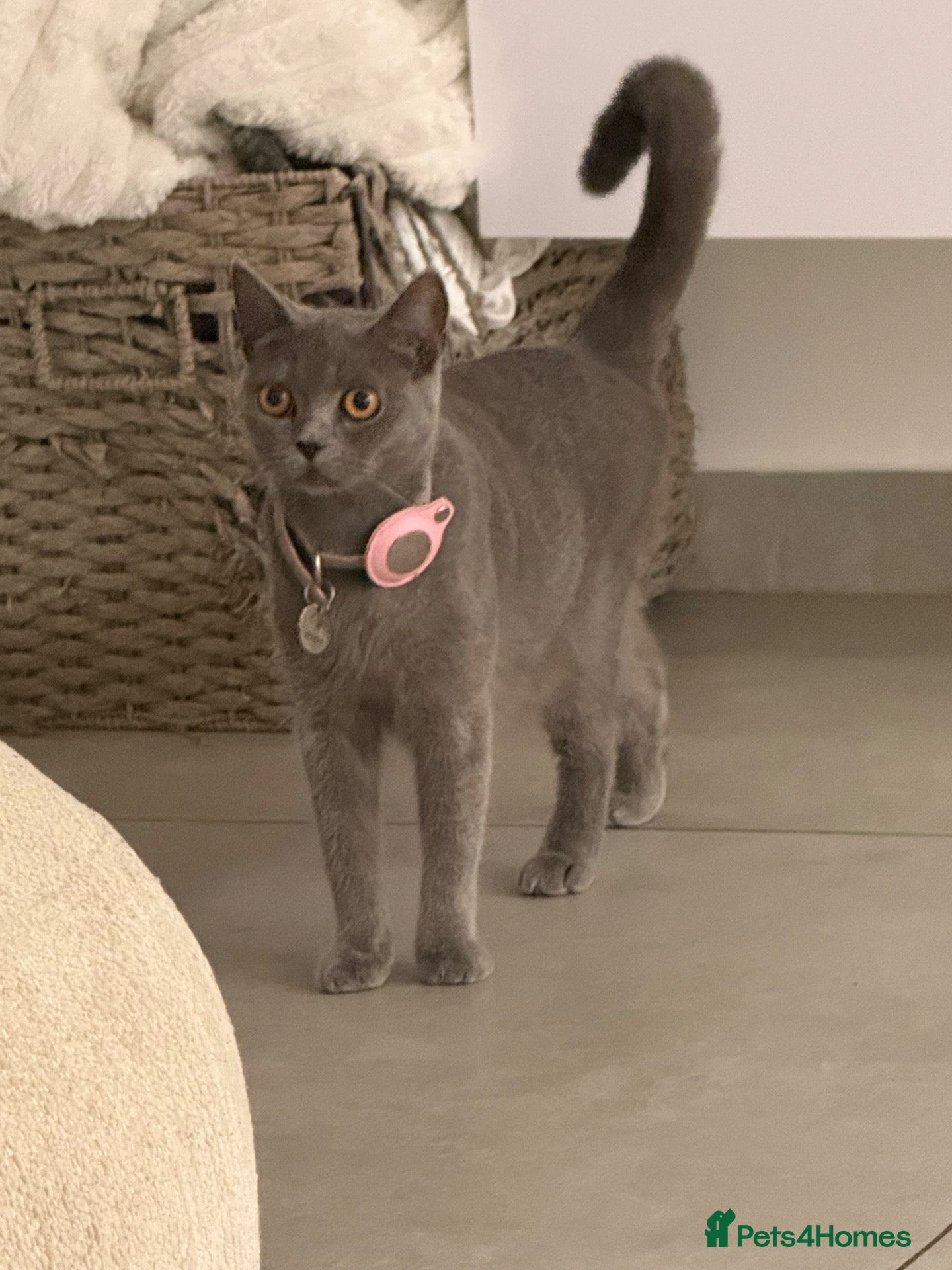 Mixed Breed cats Kittens half british shorthair  - Advert 1