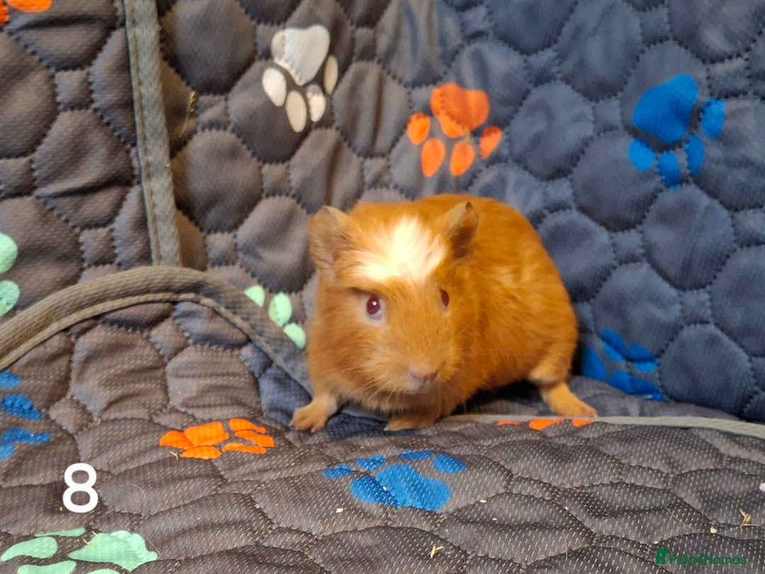 Guinea Pig rodents for sale: Beautiful Baby guinea pigs looking for new home - Advert 8