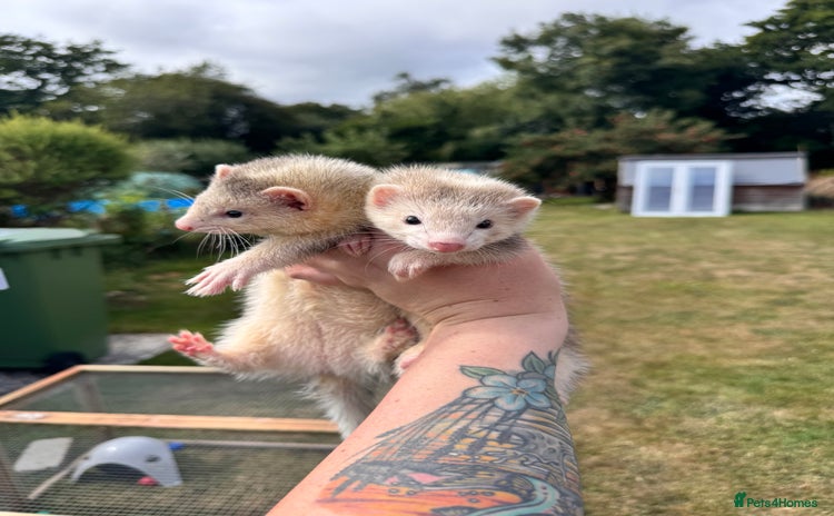 Ferret rodents - Advert 1