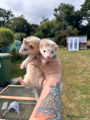 Ferret rodents - Advert 1