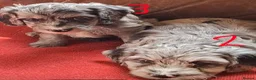 Cockapoo dogs for sale: F1 Cockapoo Pups  - Advert 16