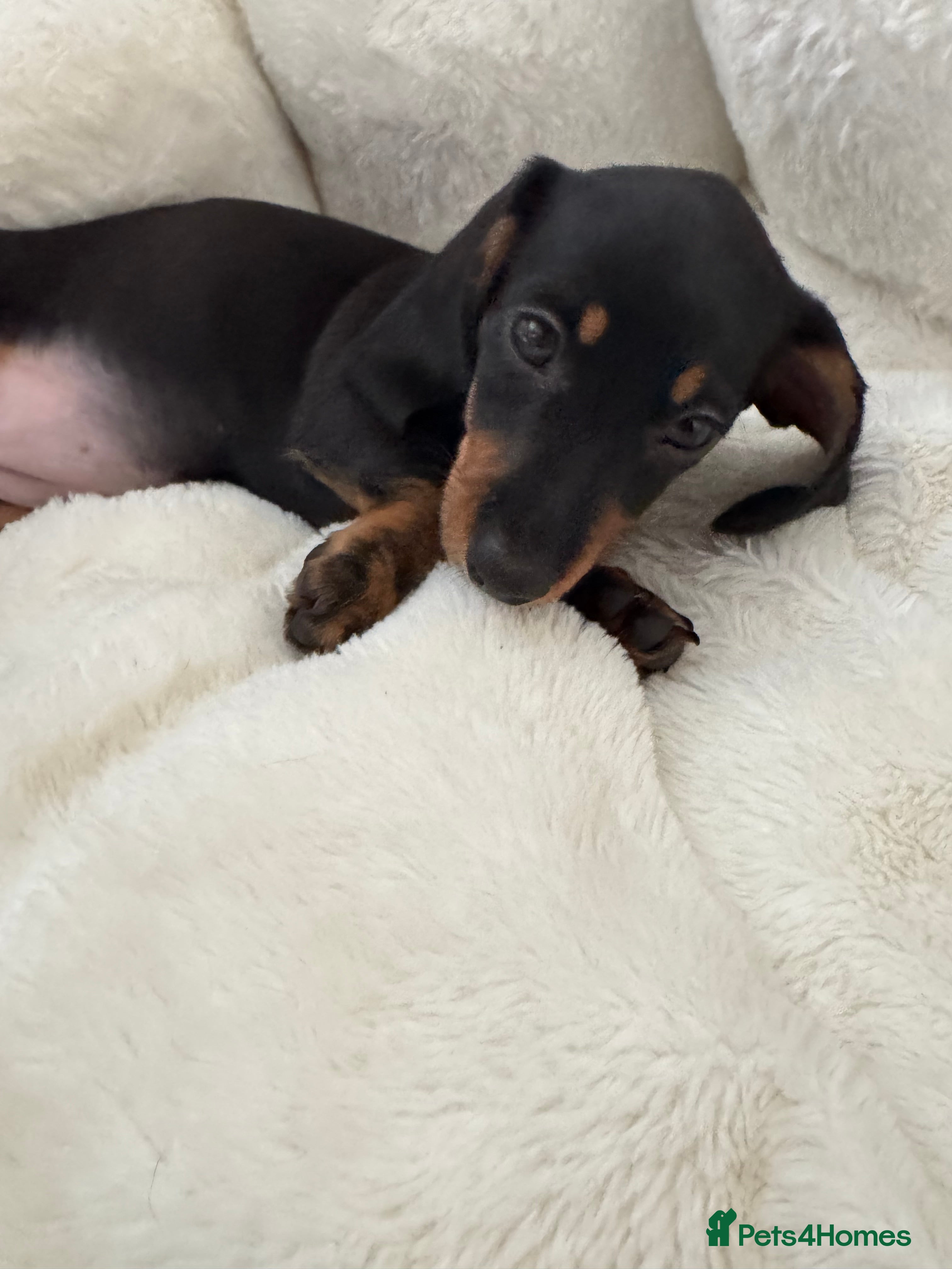 Miniature Dachshund dogs Kc registered Miniature dachshunds  - Advert 2