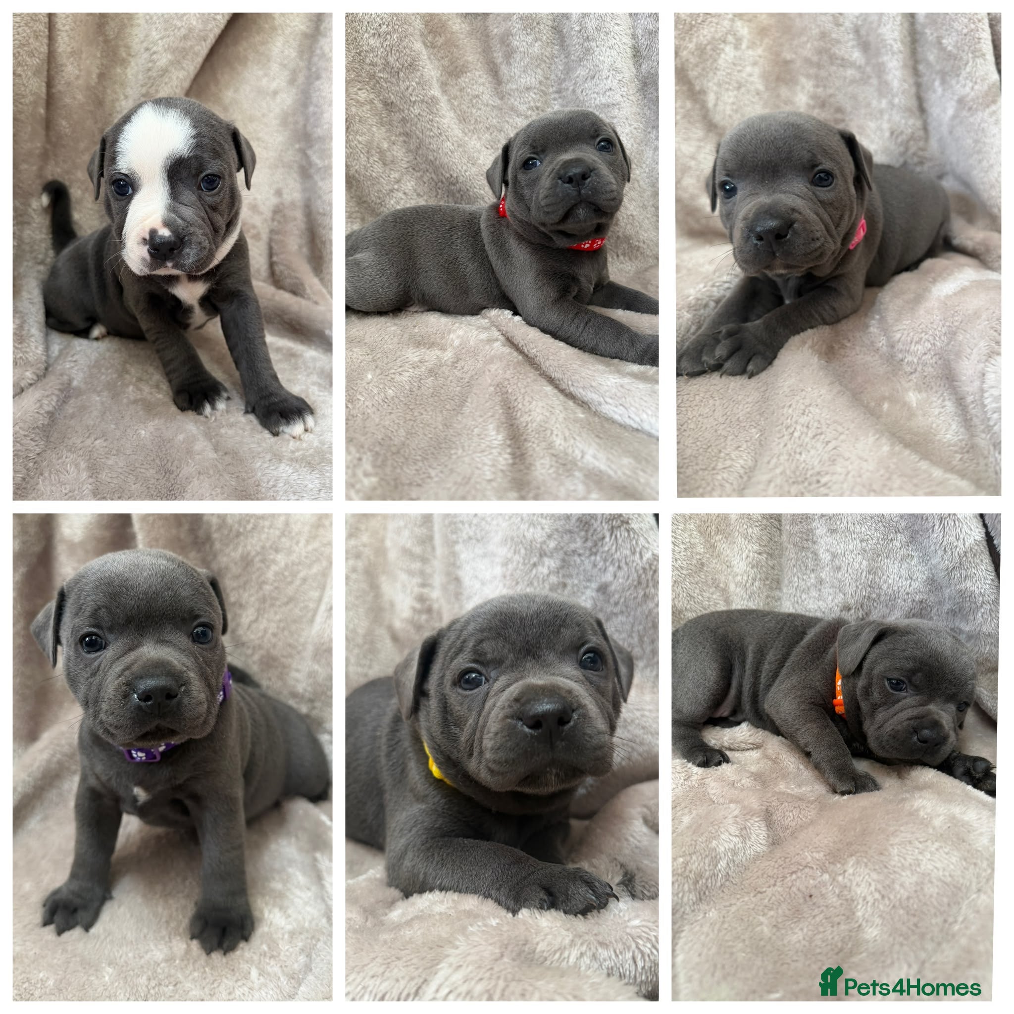 Staffordshire Bull Terrier dogs KC Registered Staffordshire Bull Terrier Puppies - Advert 2