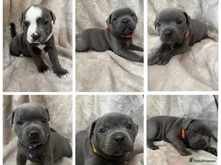 Staffordshire Bull Terrier dogs KC Registered Staffordshire Bull Terrier Puppies - Advert 4