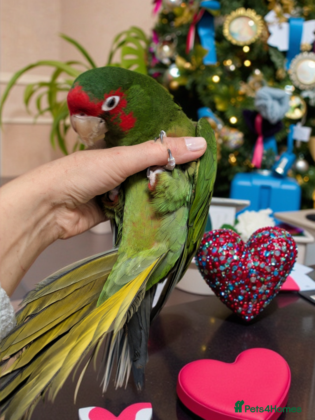 Conures birds for sale: Mitred conure mitred parakeet silly tamed  - Advert 3