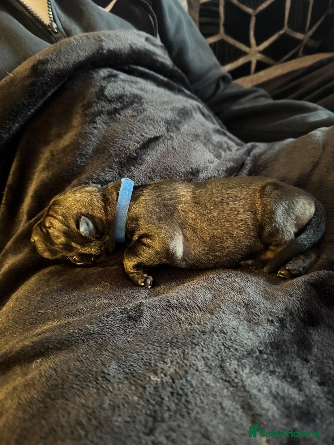 German Shepherd dogs for sale: 🧬Working Line German Shepherds, Full HealthTested - Advert 20