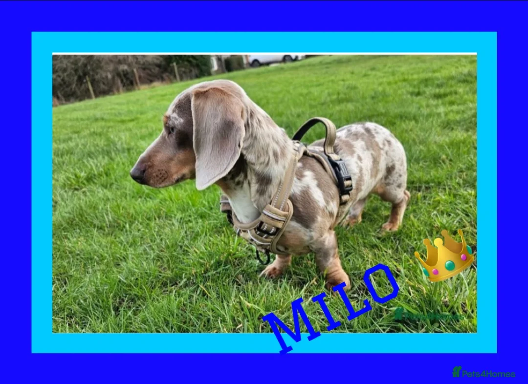 Dachshund dogs for stud: *Stud Only* Isabella Dapple Miniture Dachaund in Doncaster - Advert 2