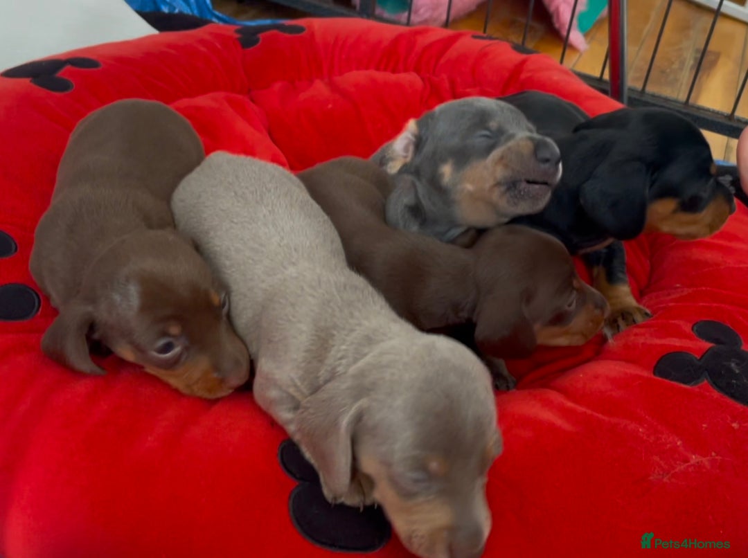 Dachshund dogs for sale: 5 beautiful miniature Dachshund puppies - Image 10