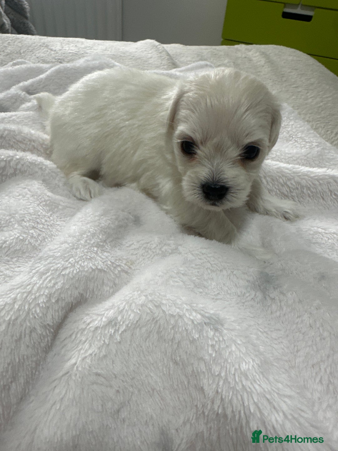 Bichon Frise dogs for sale: LAST PUPPY REMAINING - READY TO LEAVE 28th OFFERS! - Advert 19