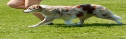 Border Collie dogs for sale: Stunning Champion line puppies  - Advert 15