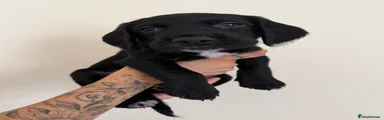 Cockerdor 1