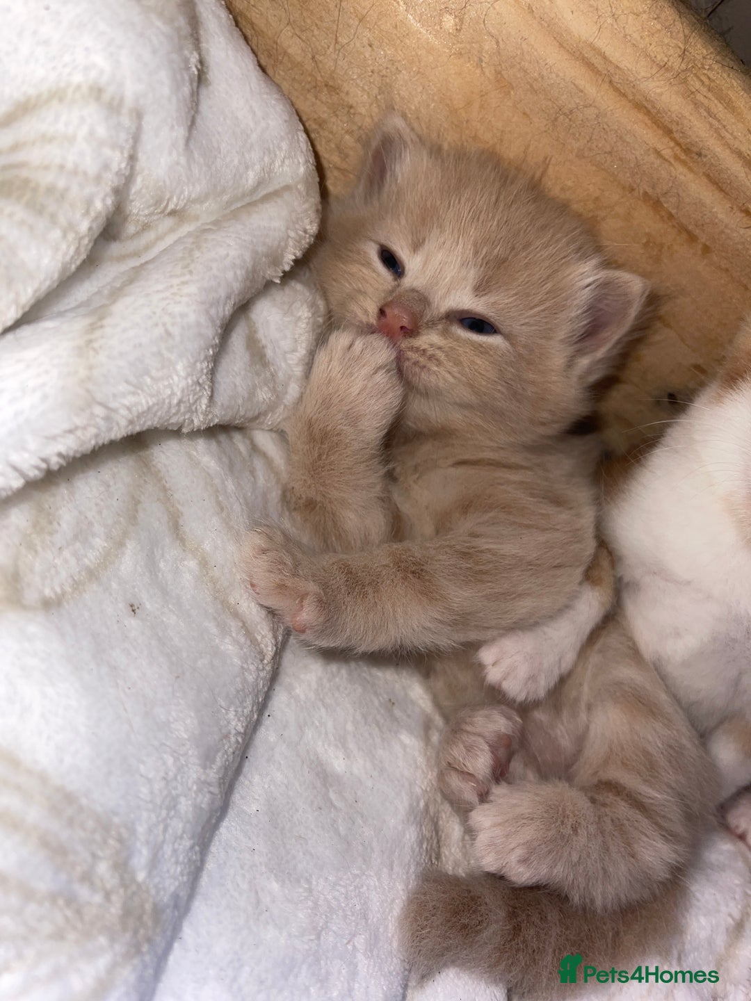 RagaMuffin cats for sale: Kitten’s for sale  - Image 15
