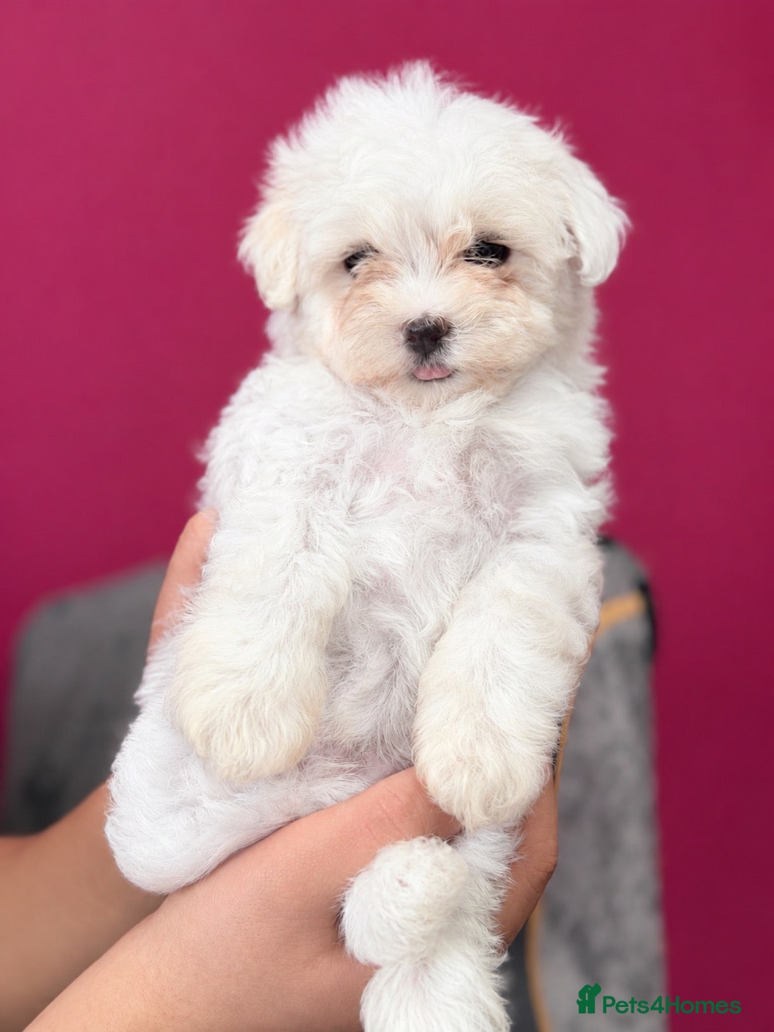 Maltese dogs for sale: 🐶 5 Beautiful Maltese🤍 - Advert 5