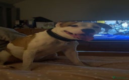 Mixed Breed dogs for sale: Needs a good home - Image 7