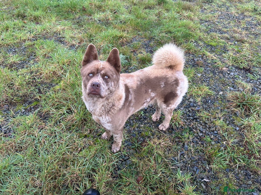 Mixed Breed dogs for sale: Simba rare chocolate Merle chowsky male for sale - Advert 2