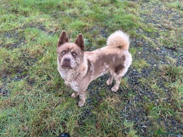 Mixed Breed dogs Simba rare chocolate Merle chowsky male for sale - Advert 4