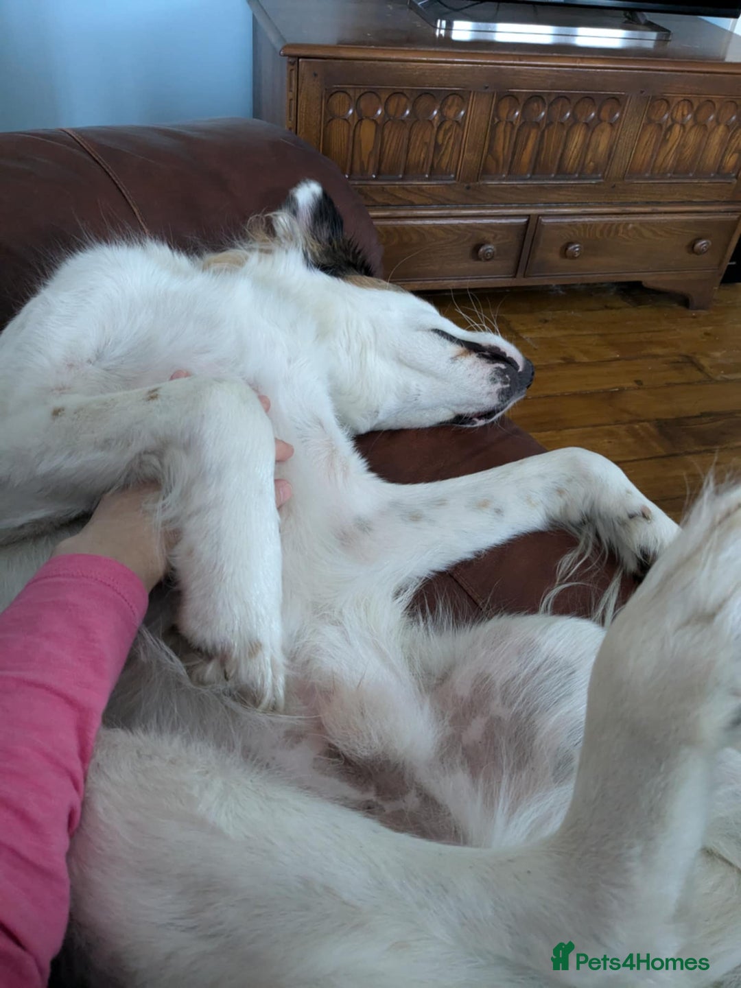 Mixed Breed dogs for adoption: Ned needs someone to believe in him 💙 - Advert 10