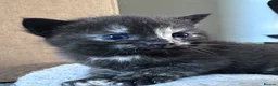 Domestic Shorthair cats for sale: Beautiful kittens - Advert 18