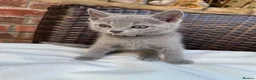 Russian Blue cats for sale: Pure Russian Blue Kittens - Advert 16
