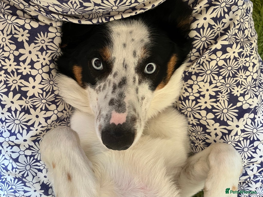 Border Collie dogs for sale: Gorgeous but anxious 4yr old border collie boy - Advert 4