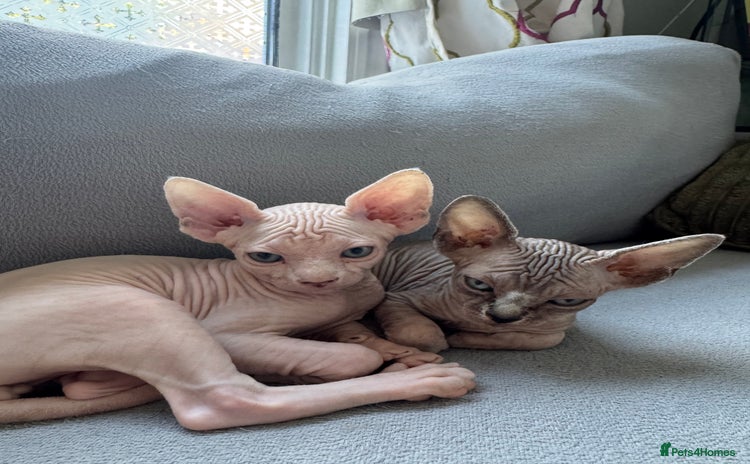 Sphynx cats - Advert 1
