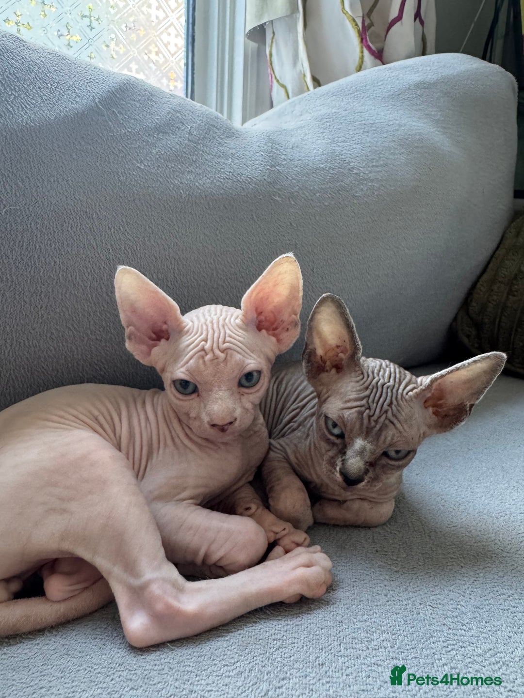 Sphynx cats for sale: Sphynx kittens - Image 1