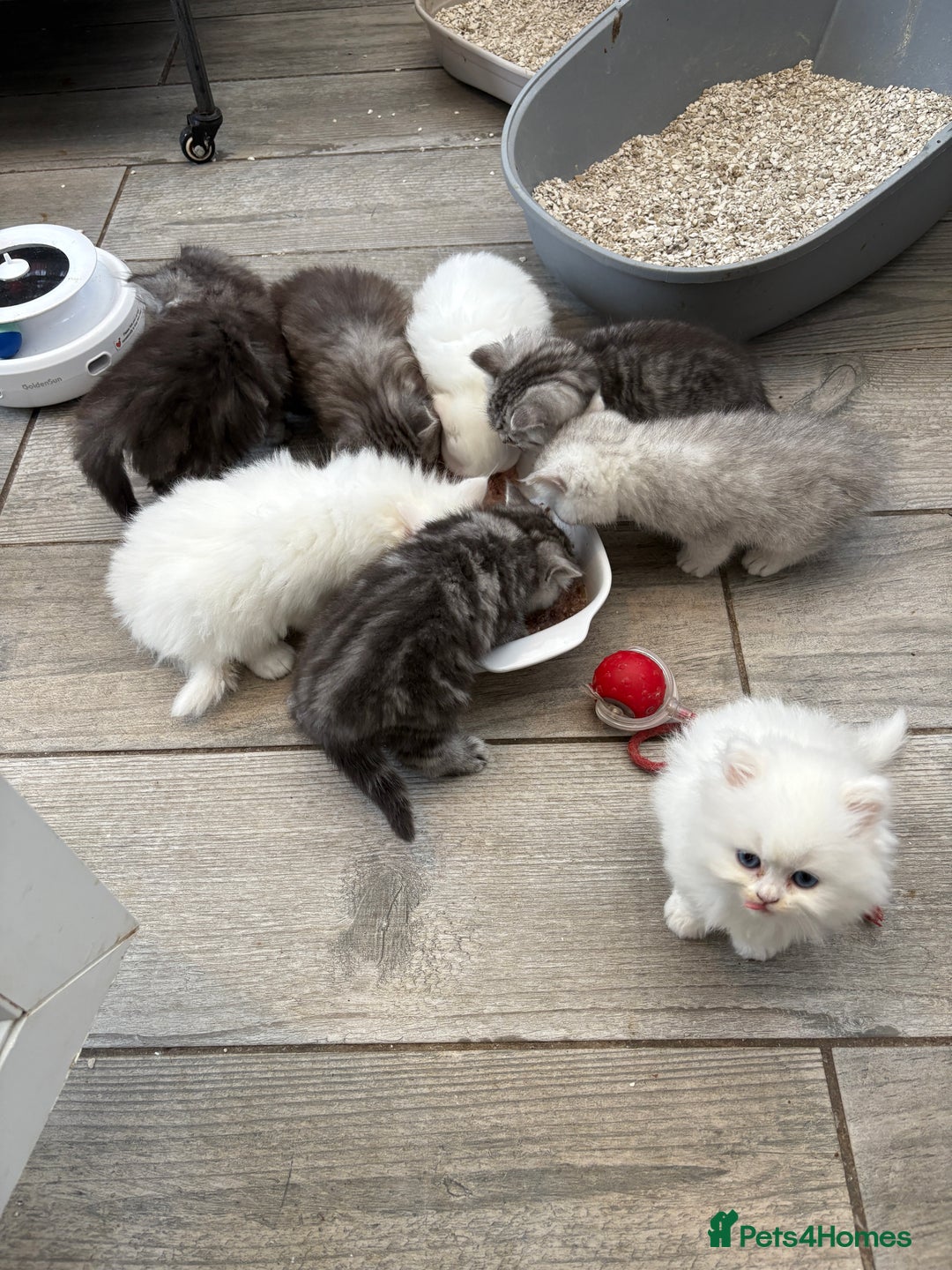 Persian cats for sale: Persian x kittens , 2 separate litters - Advert 4