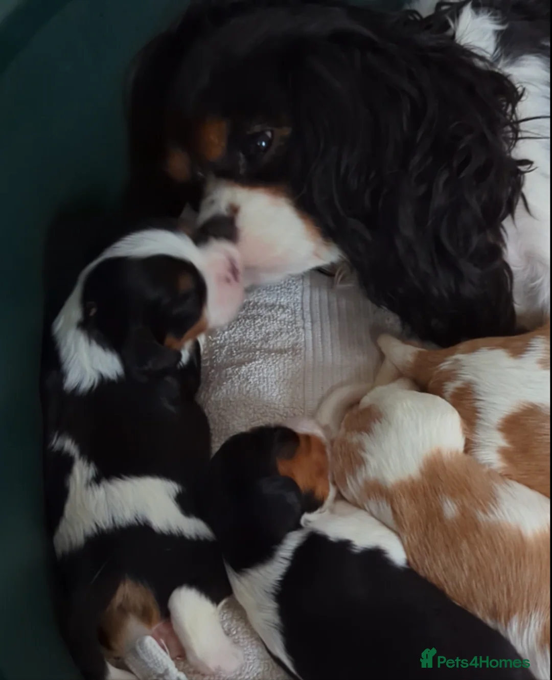 Cavalier King Charles Spaniel dogs for sale: Cavalier King Charles Spaniels KC Reg  - Advert 4