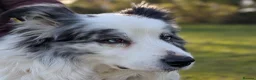 Border Collie dogs for stud: Beautiful Blue Merle looking to Stud him.   - Advert 5