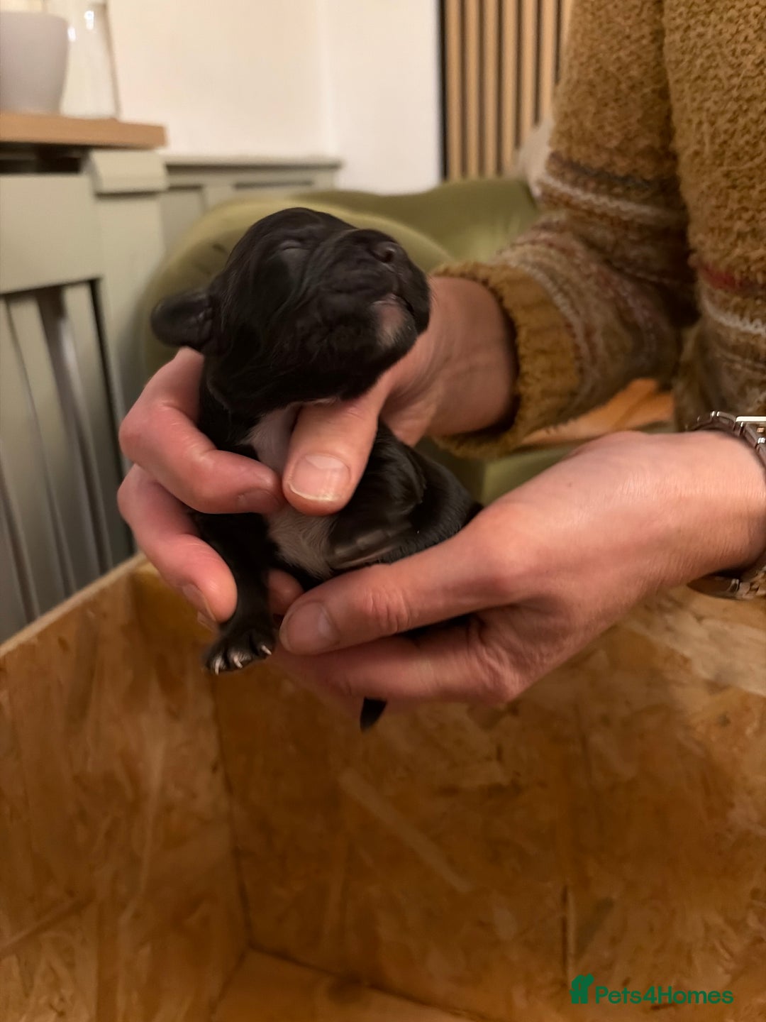 Cocker Spaniel dogs for sale: 6 Working Cocker pups KC registered - Advert 13