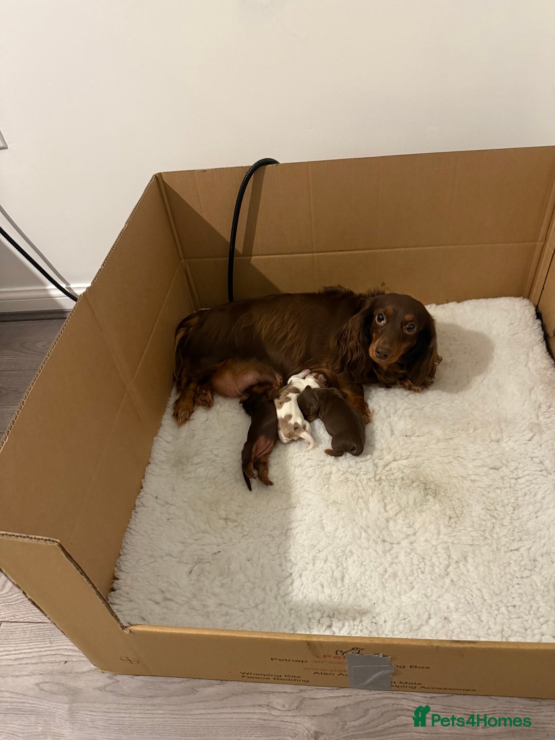 Miniature Dachshund dogs for sale: Longhaired miniature dachshund  - Advert 6