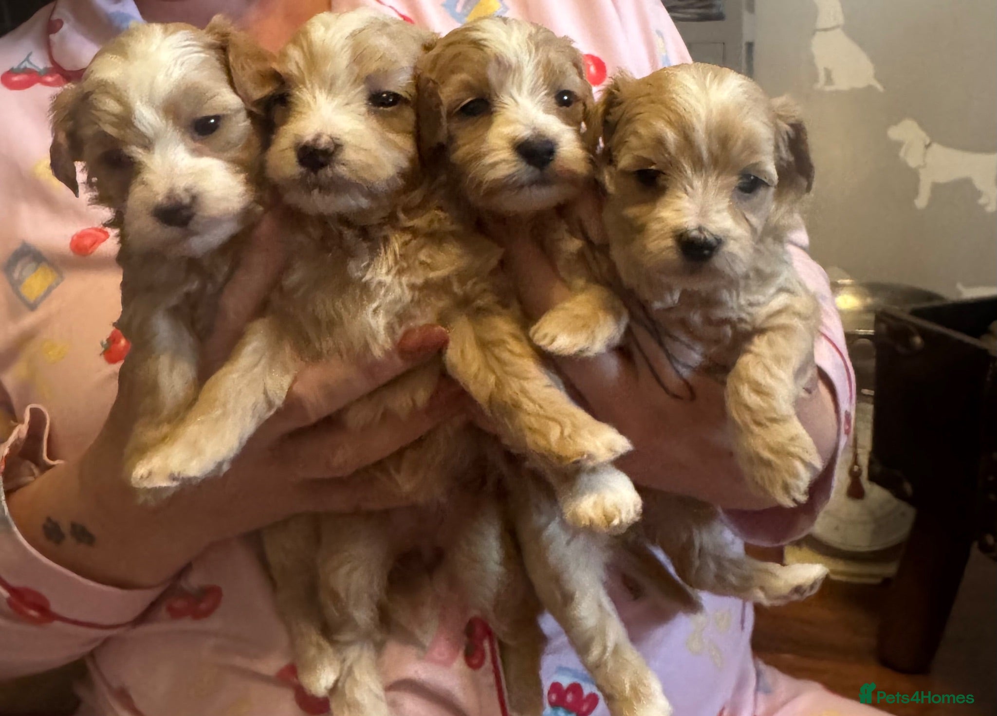 Maltipoo dogs Teddy bear maltipoo puppies  - Advert 1
