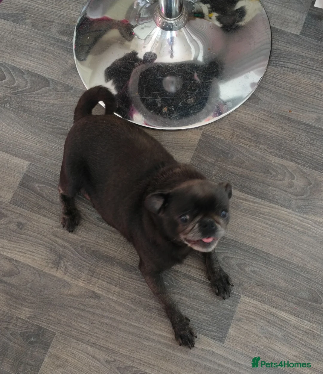 Pug dogs for sale: Loving Grey Female Pug - Advert 3