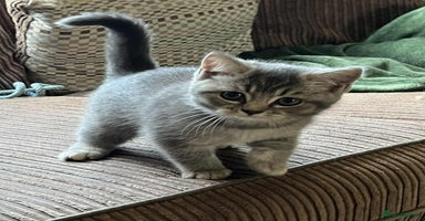 British Shorthair cats - Advert 3
