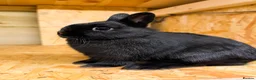Netherland Dwarf rabbits for sale: Adorable Netherland Dwarf Rabbits- Various colours - Advert 8