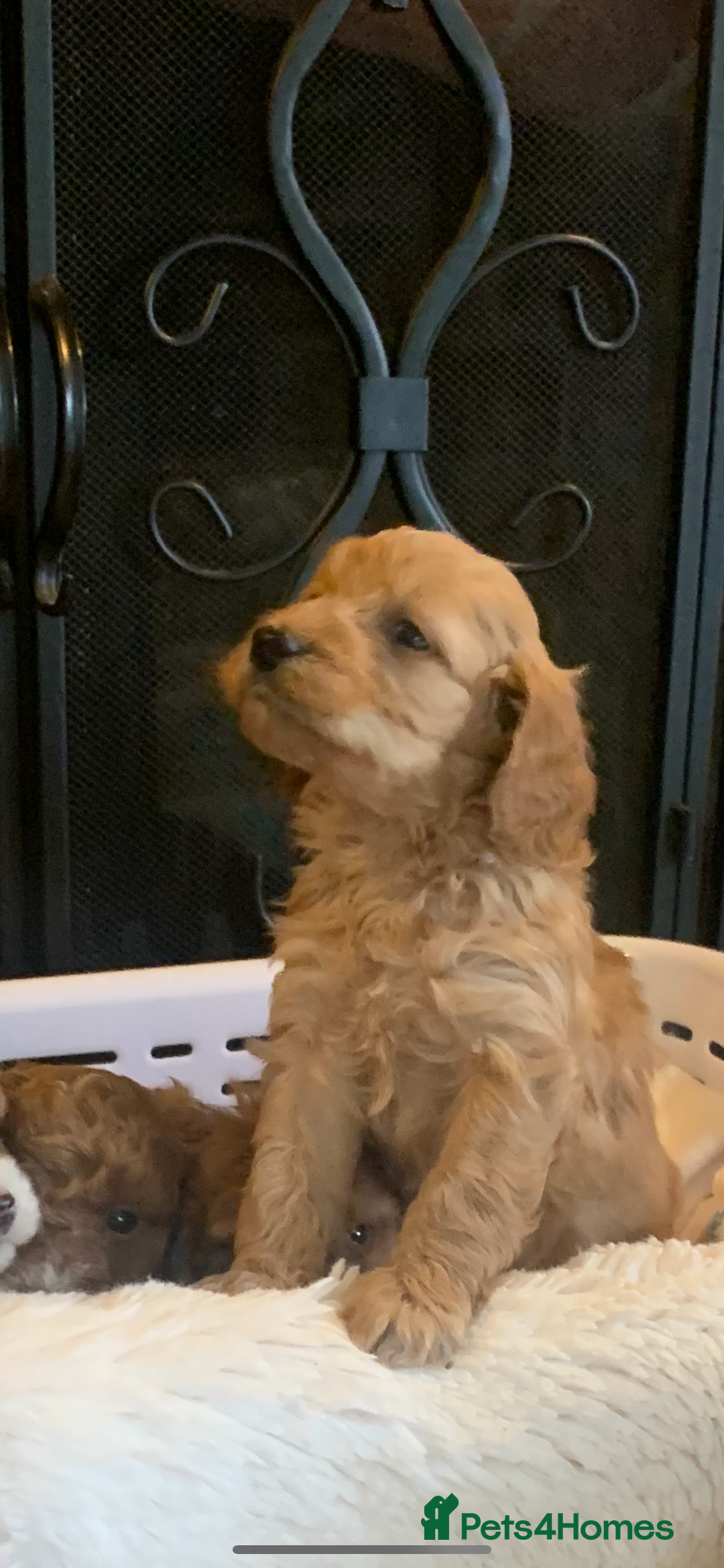 Cockapoo dogs for sale: F1b cockapoo  - Advert 24